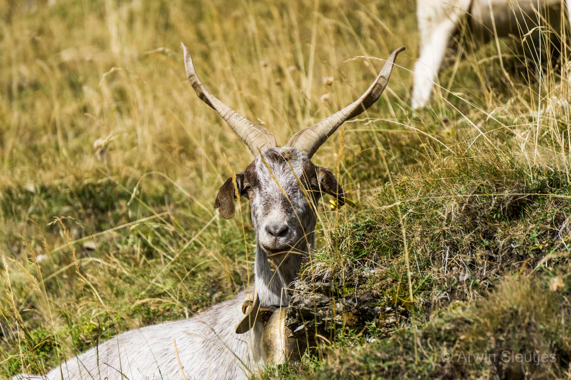 GR54 Ecrins — photo 11